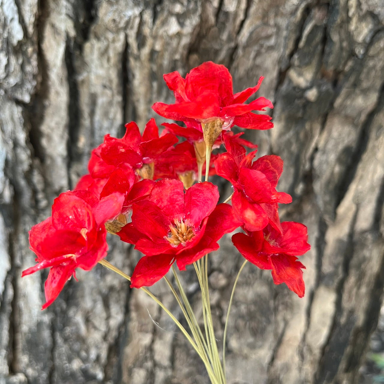 ✿ 台灣現貨 ✿ SH56 銀連花 原裝 10支裝 手工花