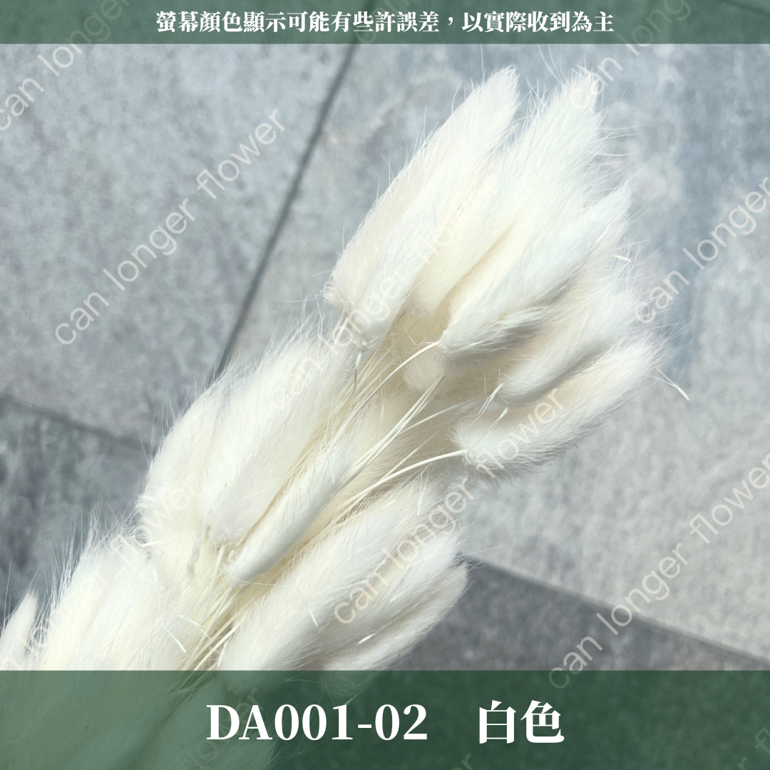 DA001 兔尾草 原裝約50-60支 台灣現貨