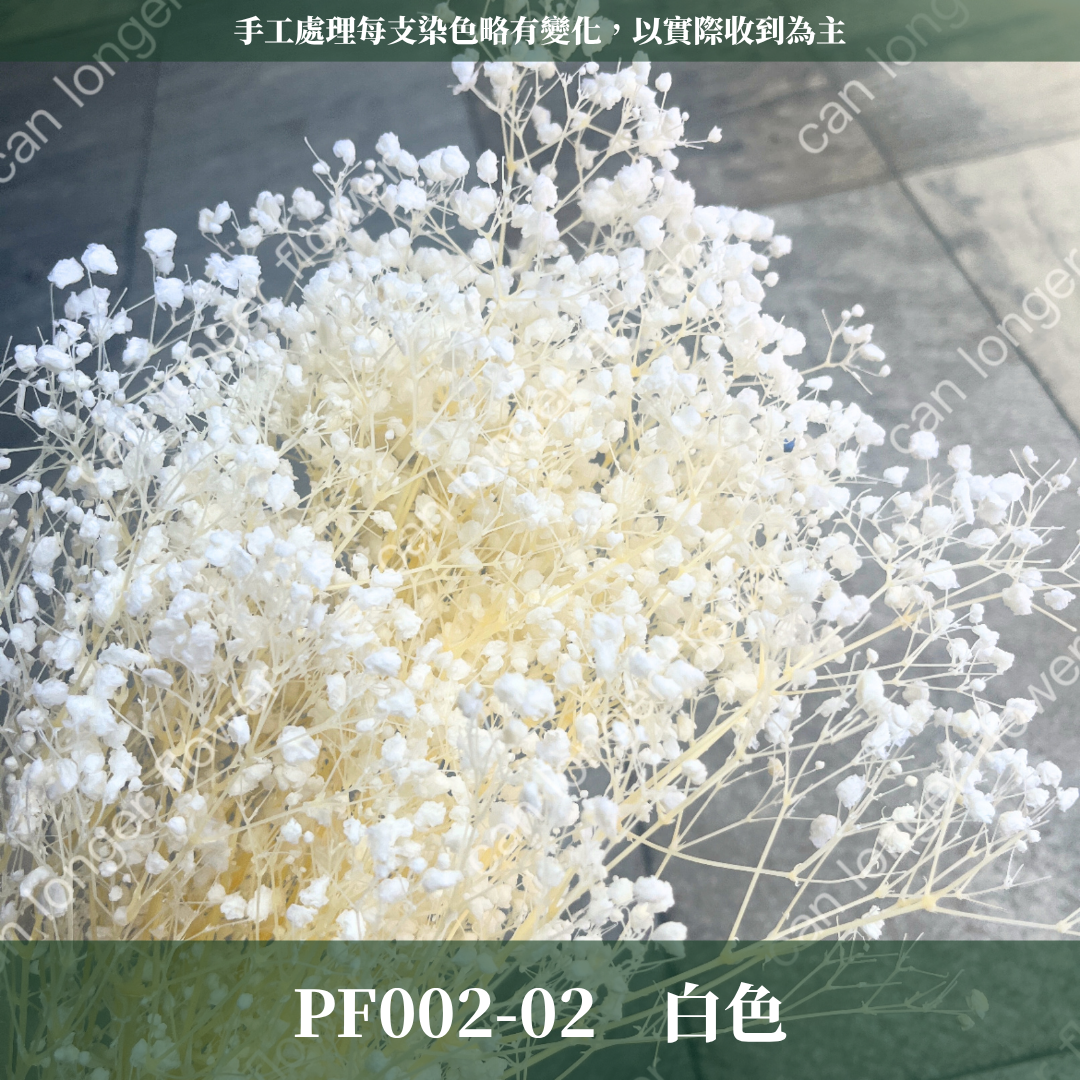 ✿ 台灣現貨 ✿ PF002 夢幻星