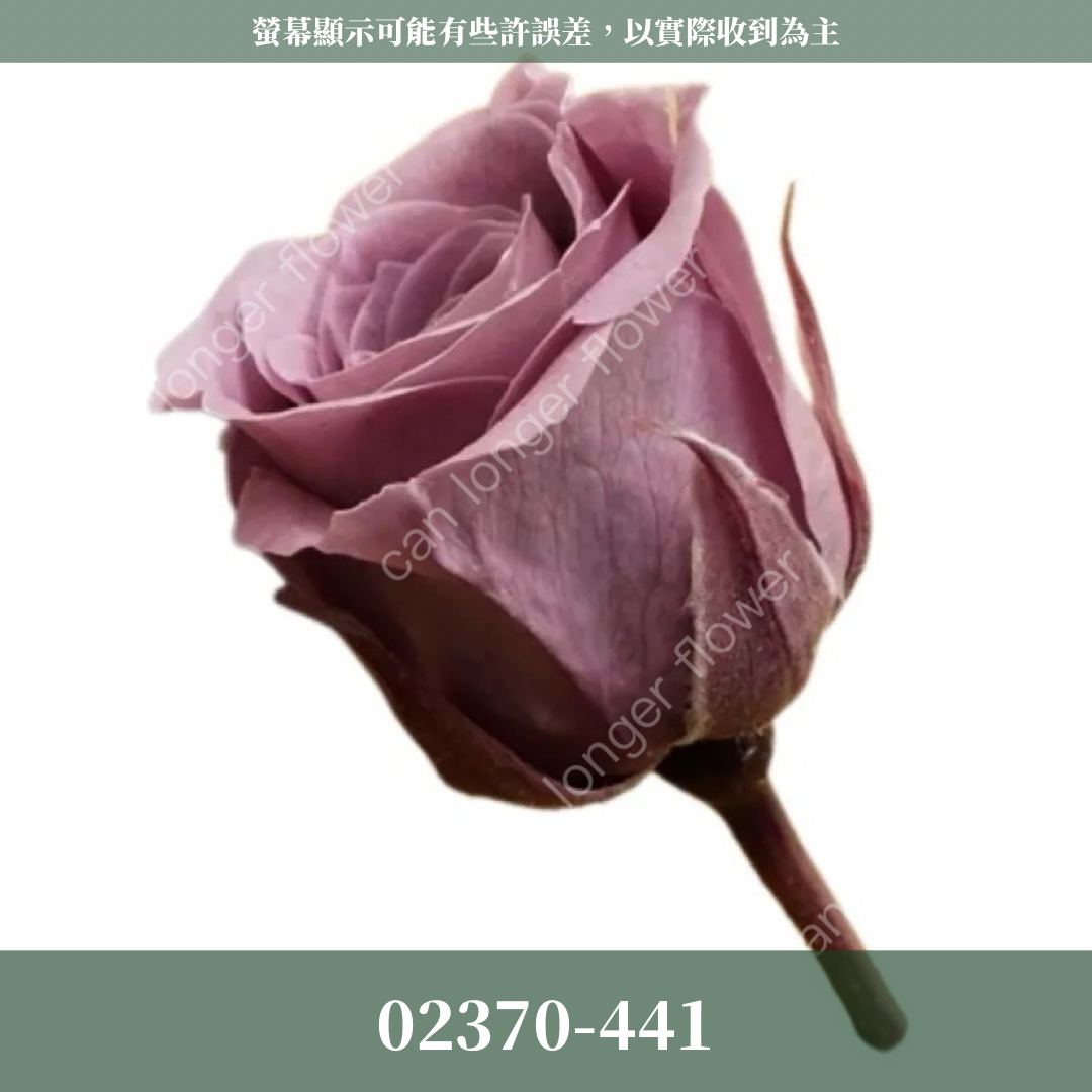 02370 日本迷你玫瑰