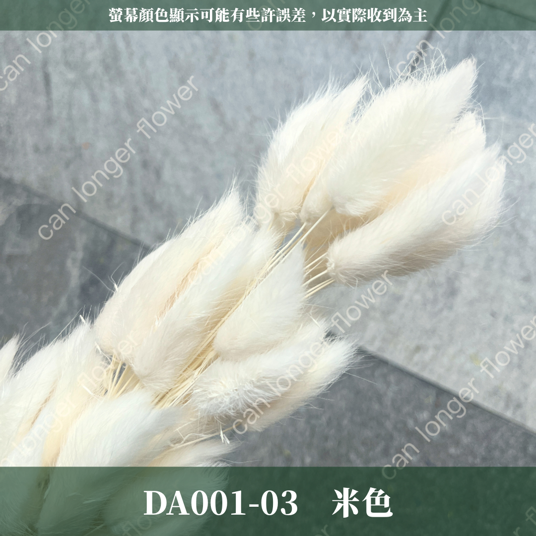 DA001 兔尾草 原裝約50-60支 台灣現貨