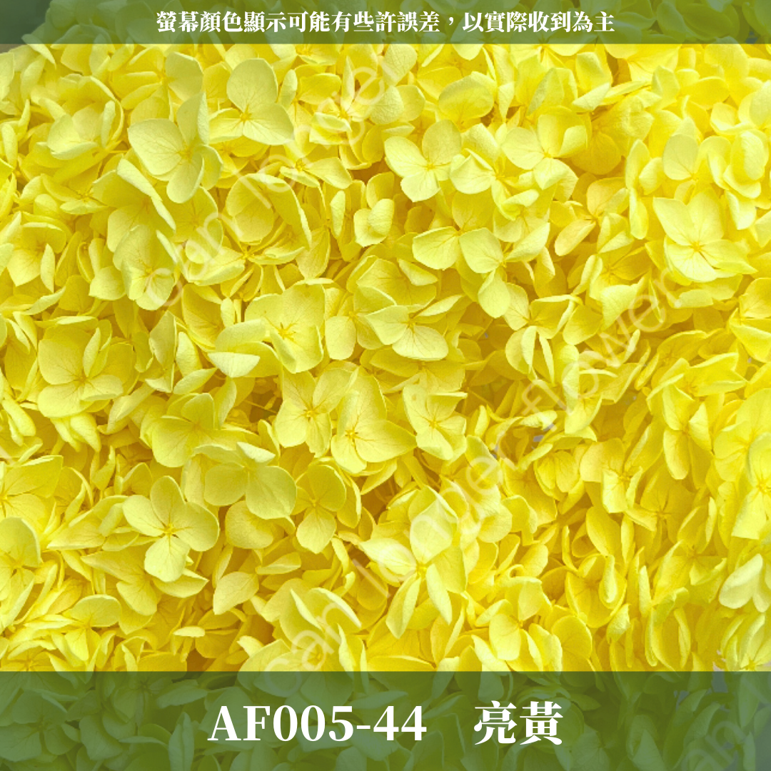 PF005 安娜繡球 單支 繡球花 台灣現貨 繡球 紫陽花
