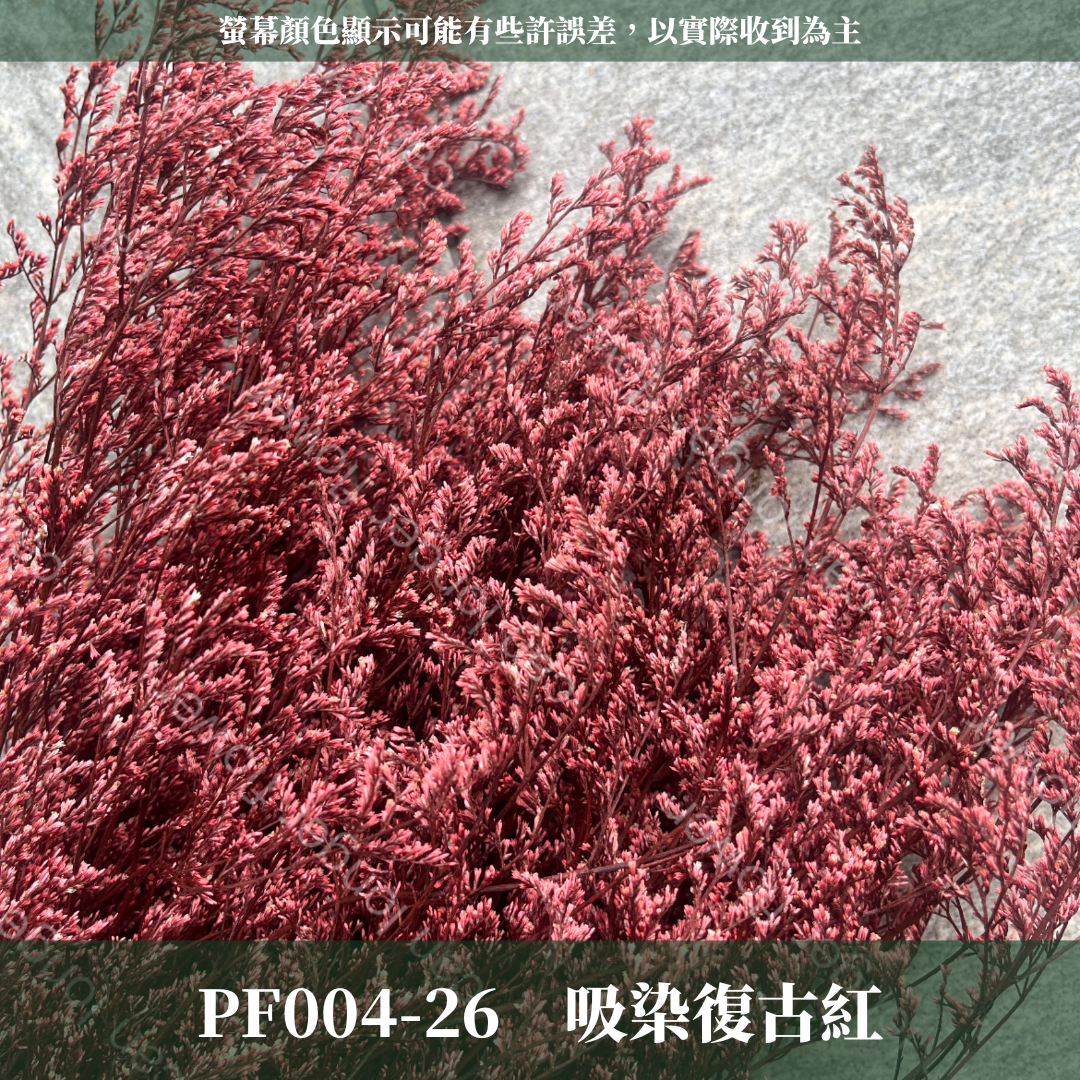 PF004 卡斯比亞/情人草 原裝 台灣現貨