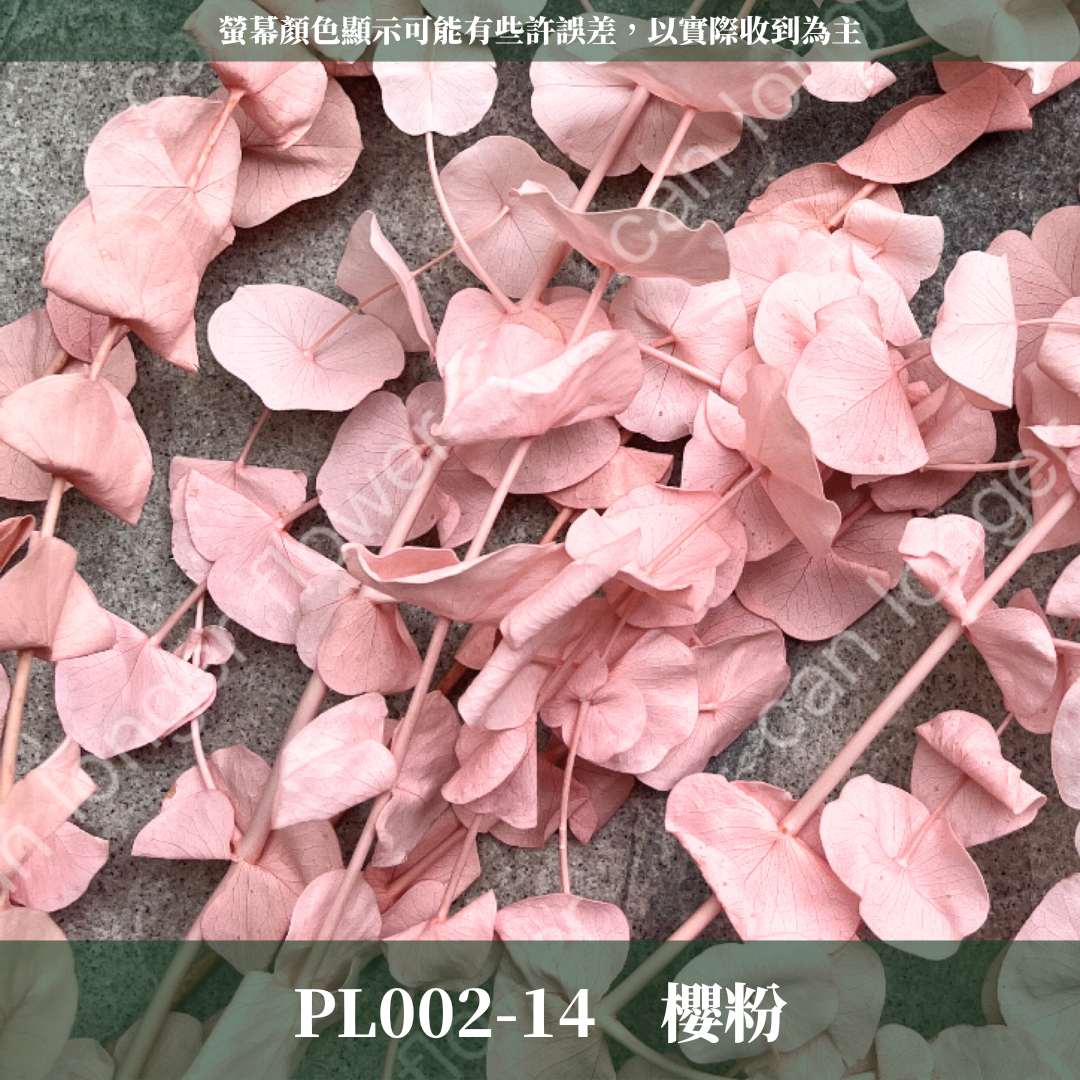 PL002 花藝獨家 大軟葉尤加利 尤加利 特殊尤加利