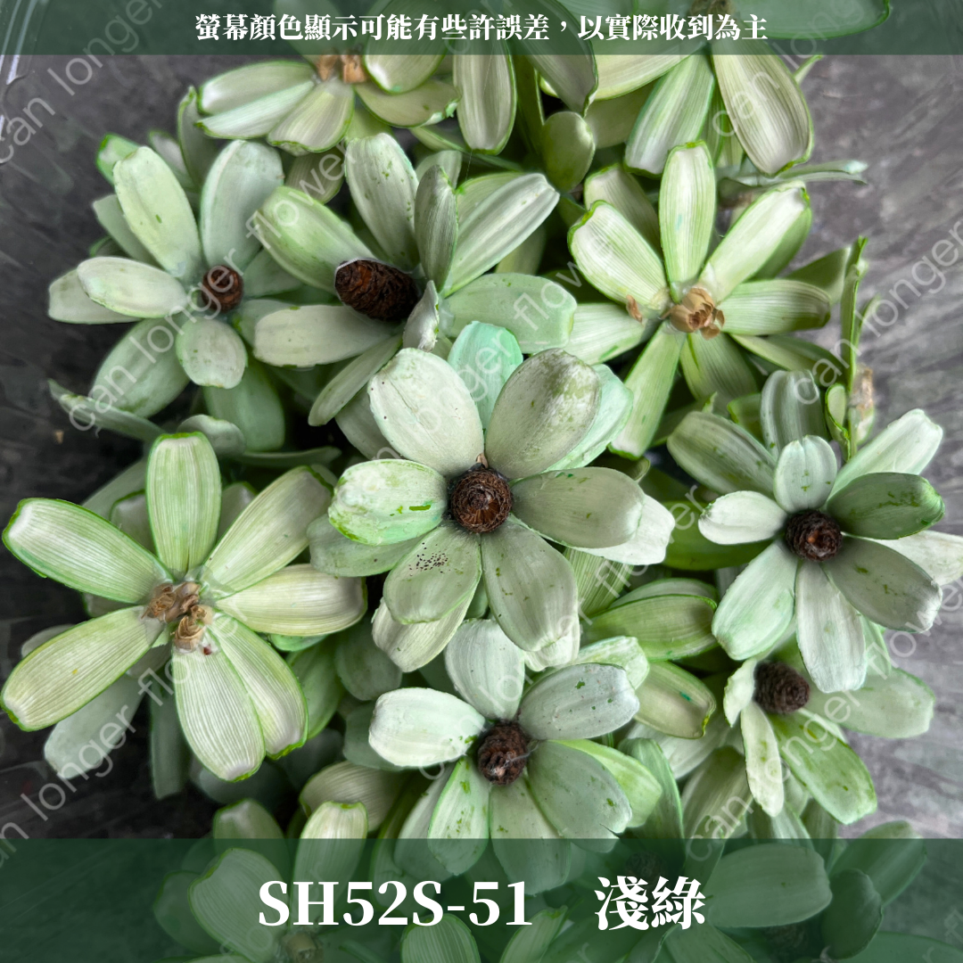 SH52S 瓜子花花頭 單朵 台灣現貨