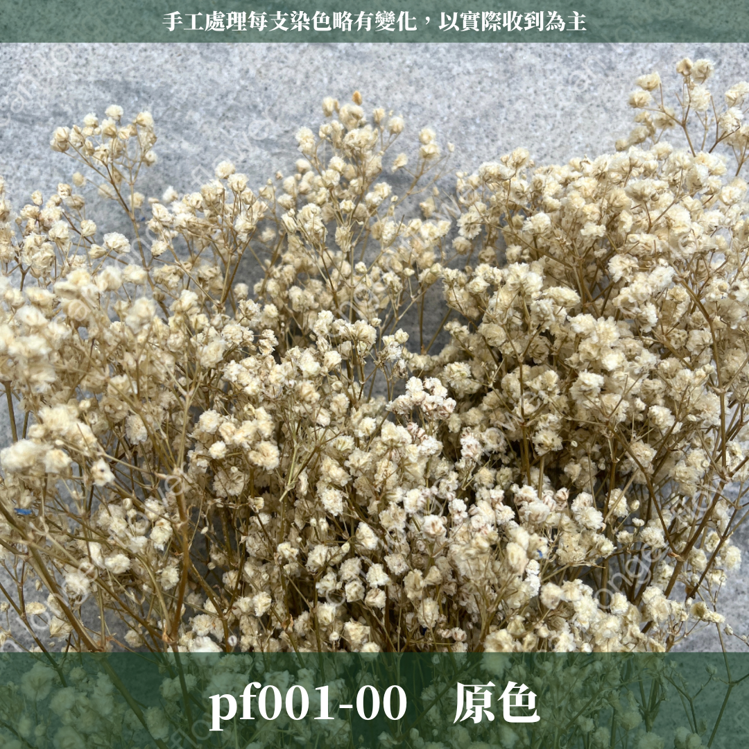 pf001 滿天星 台灣現貨