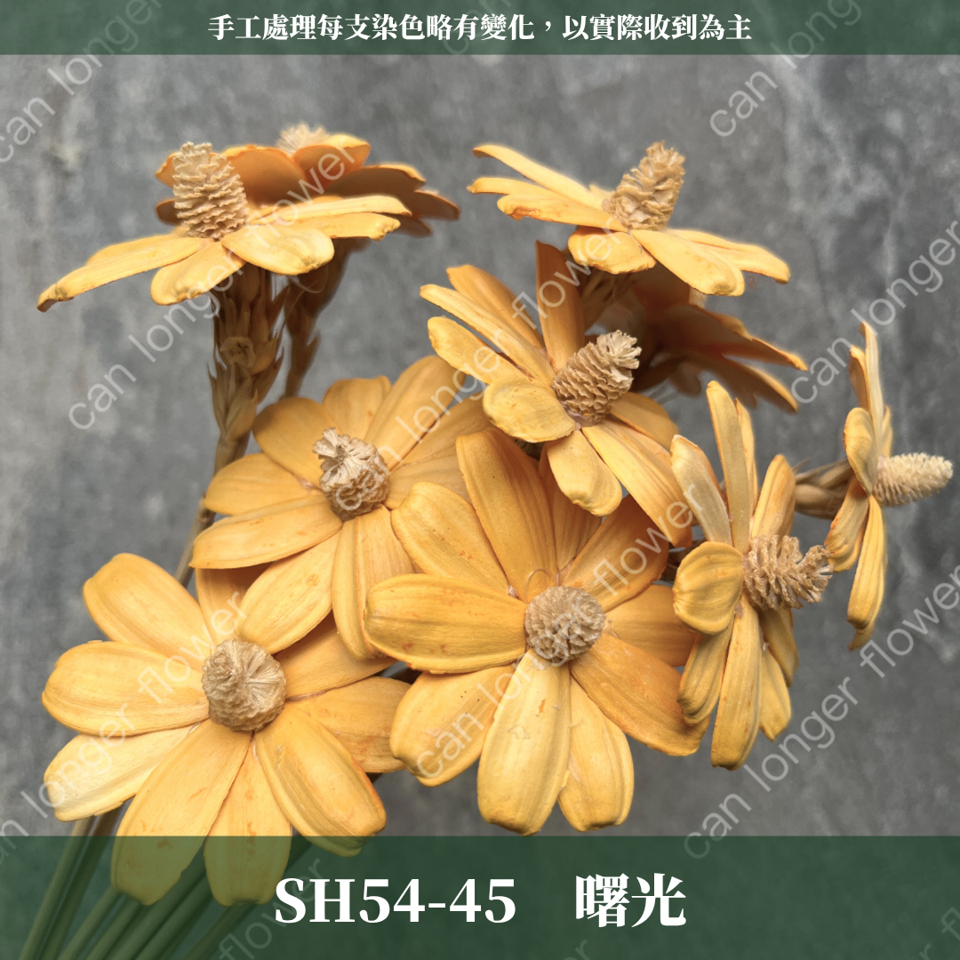 ✿ 台灣現貨 ✿ SH54 小雛菊 原裝 十支裝