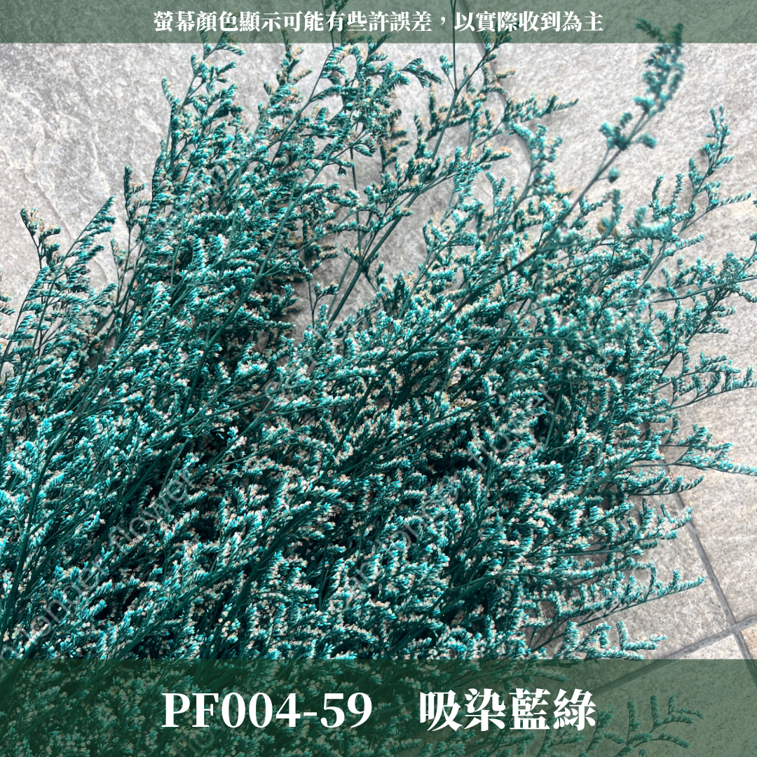 PF004 卡斯比亞/情人草 原裝 台灣現貨
