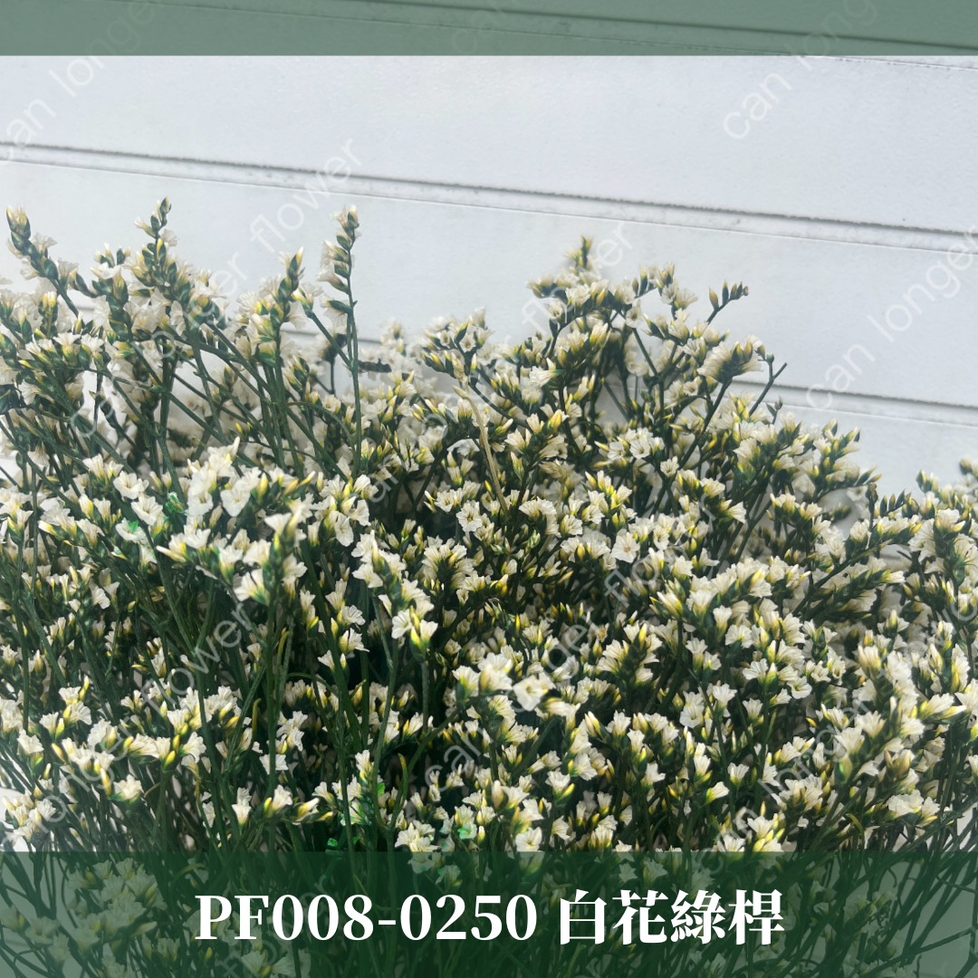 PF008水晶花 原裝 台灣現貨