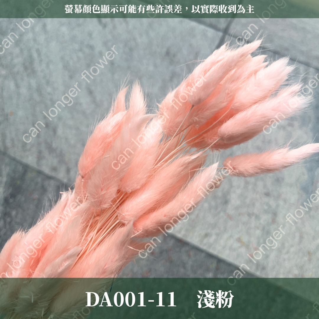 DA001 兔尾草 原裝約50-60支 台灣現貨