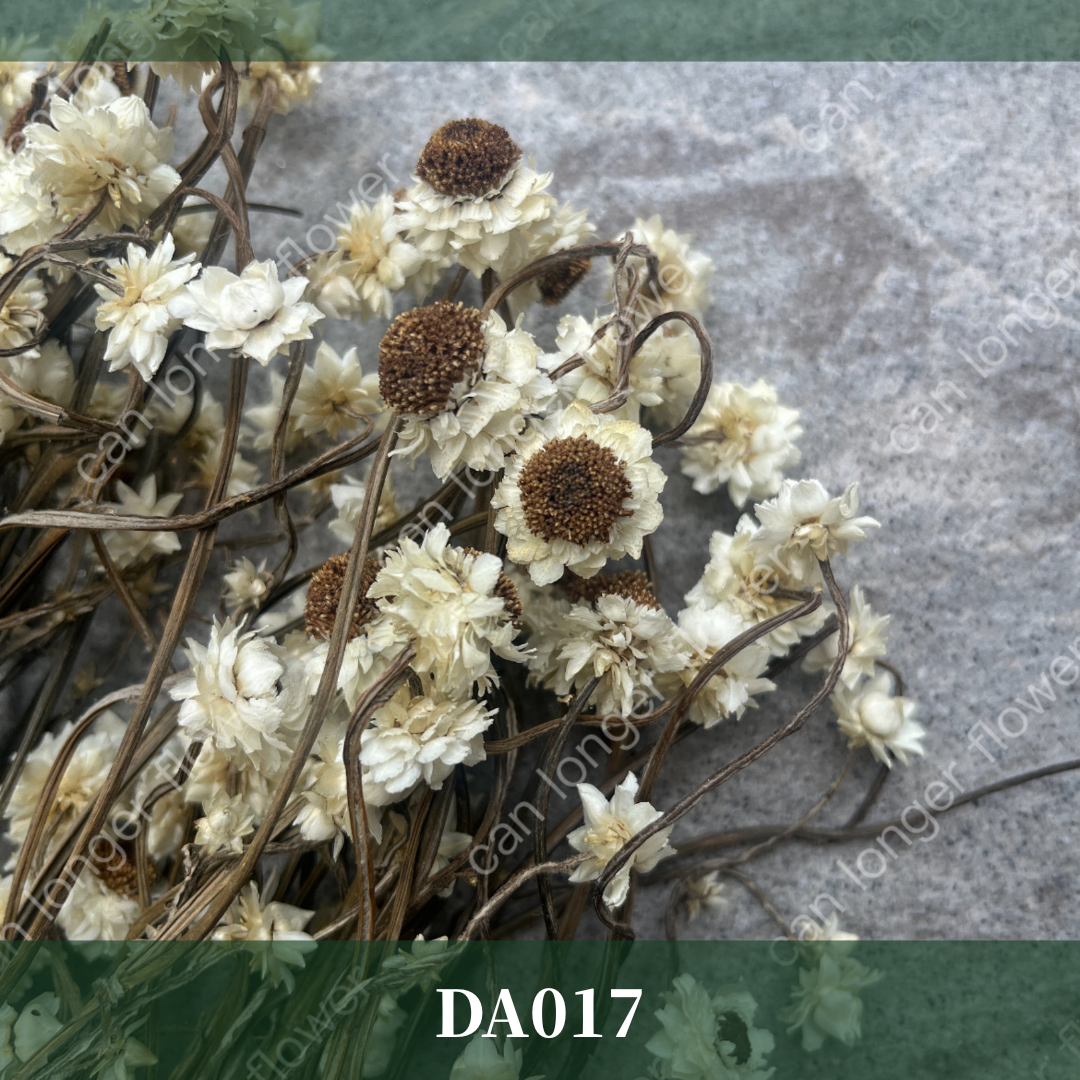 ✿ 台灣現貨 ✿ DA017 銀苞菊 洋甘菊