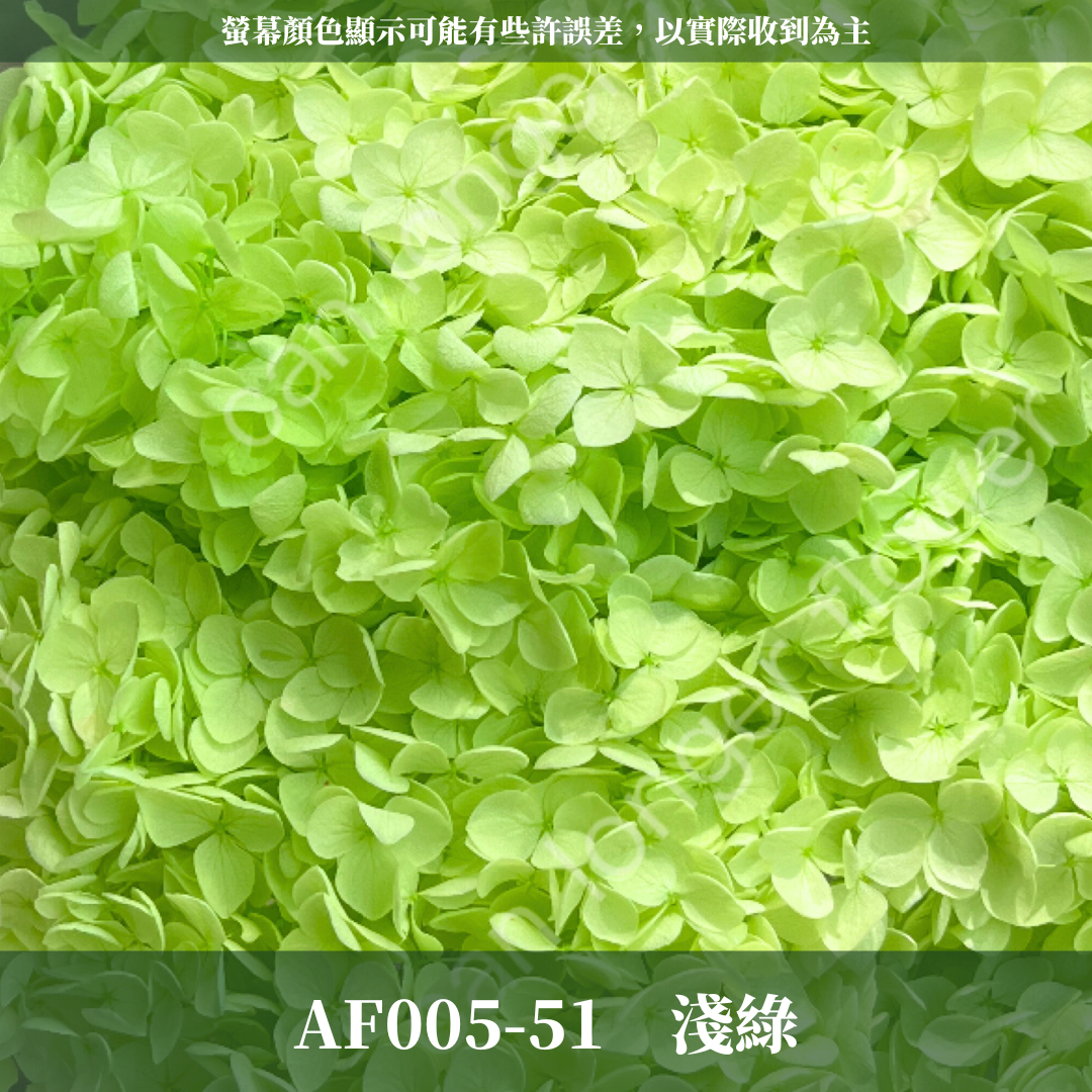 PF005 安娜繡球 單支 繡球花 台灣現貨 繡球 紫陽花