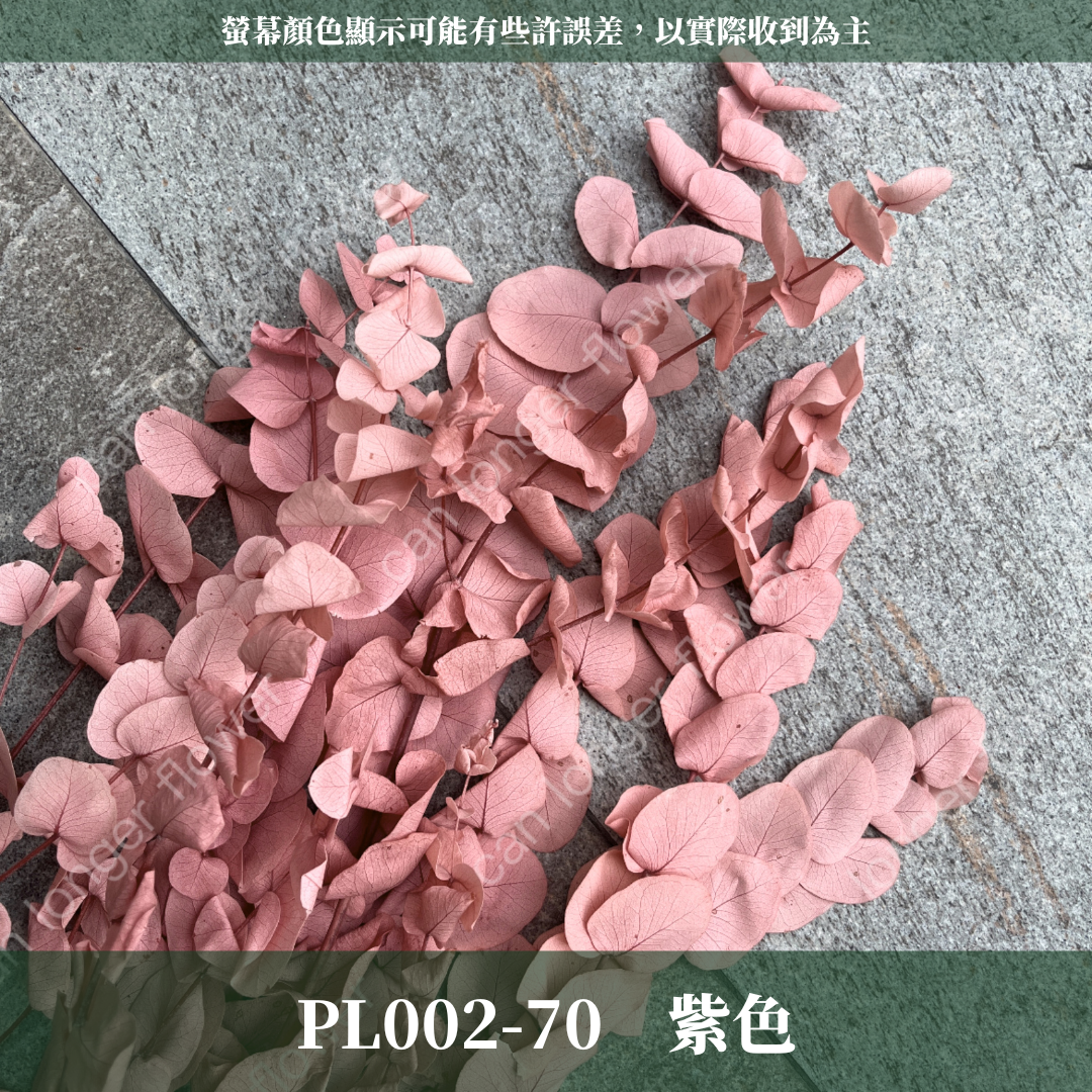 PL002 花藝獨家 大軟葉尤加利 尤加利 特殊尤加利