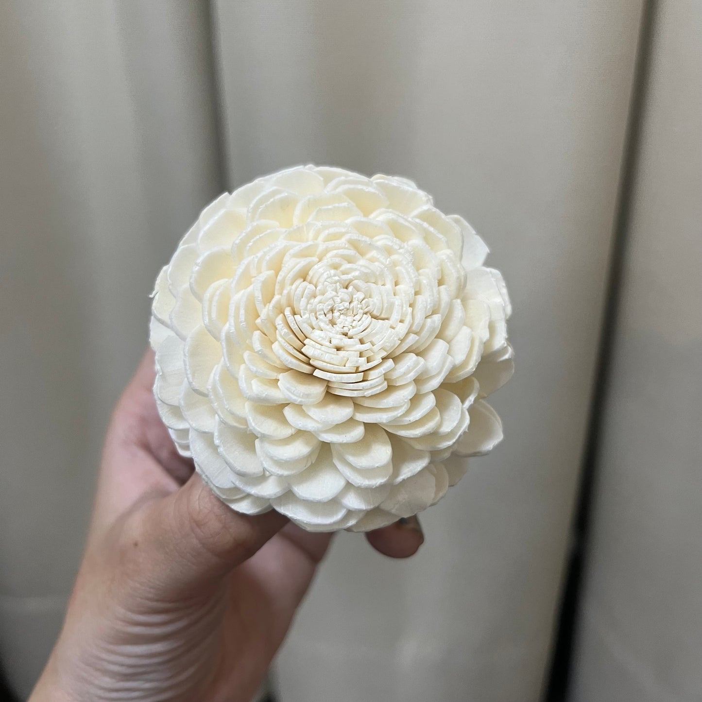 ✿ 台灣現貨 ✿ S-C 索拉花 6CM 通草花 擴香花 太陽玫瑰 日本大地 太陽菊