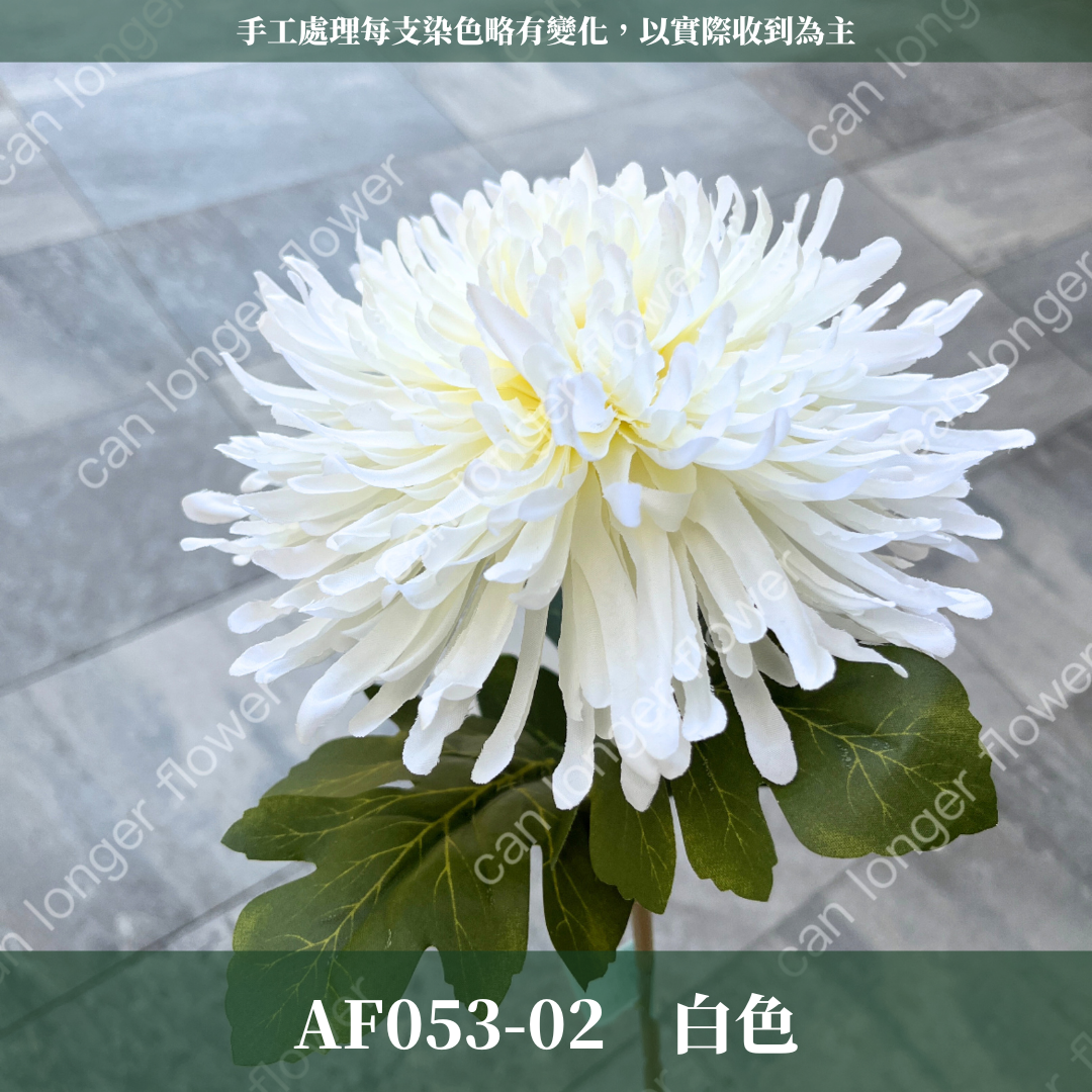 AF053 仿真龍爪菊(1頭) 仿真花 台灣現貨
