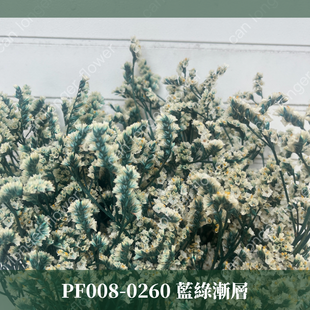 PF008水晶花 原裝 台灣現貨