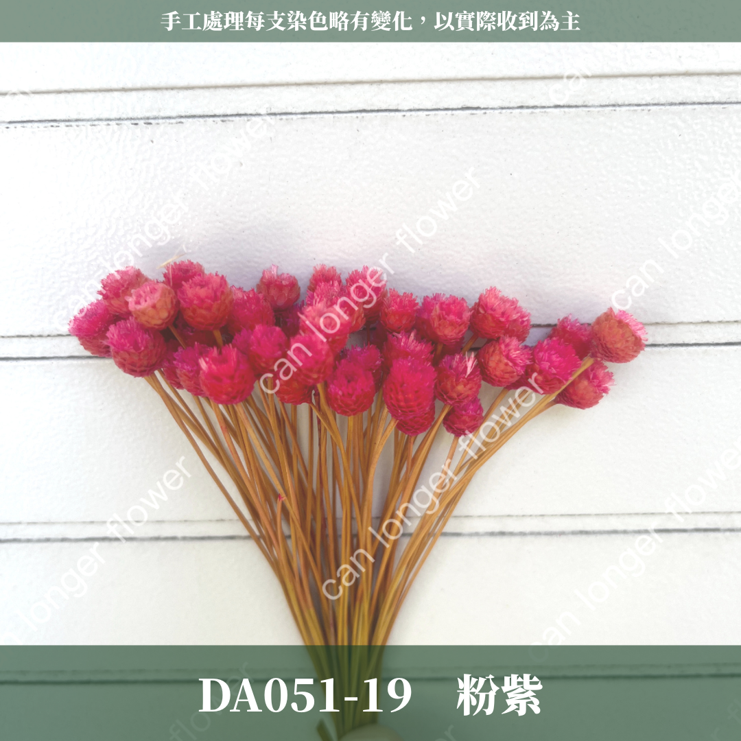 ✿ 台灣現貨 ✿ DA051 巴西快樂花