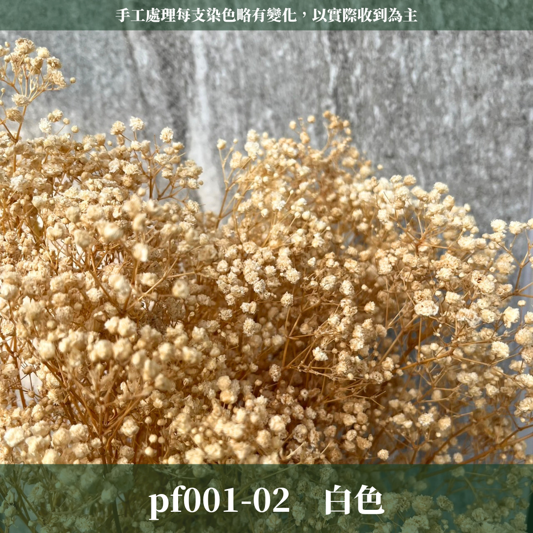 pf001 滿天星 台灣現貨