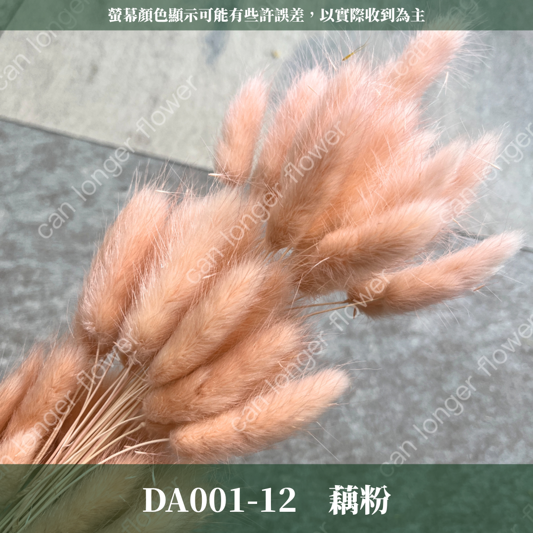 DA001 兔尾草 原裝約50-60支 台灣現貨
