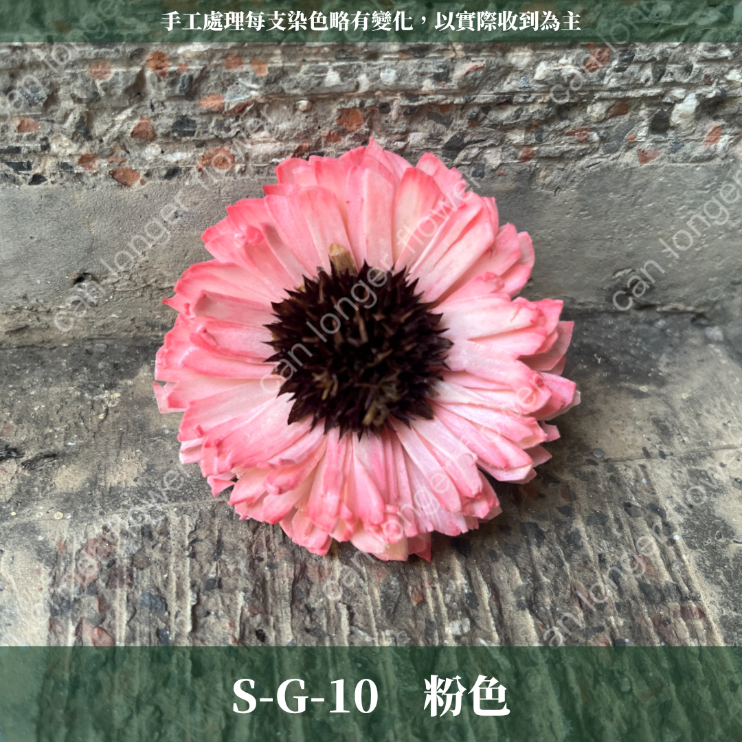 ✿ 台灣現貨 ✿ S-G 索拉花 6CM 通草花 擴香花
