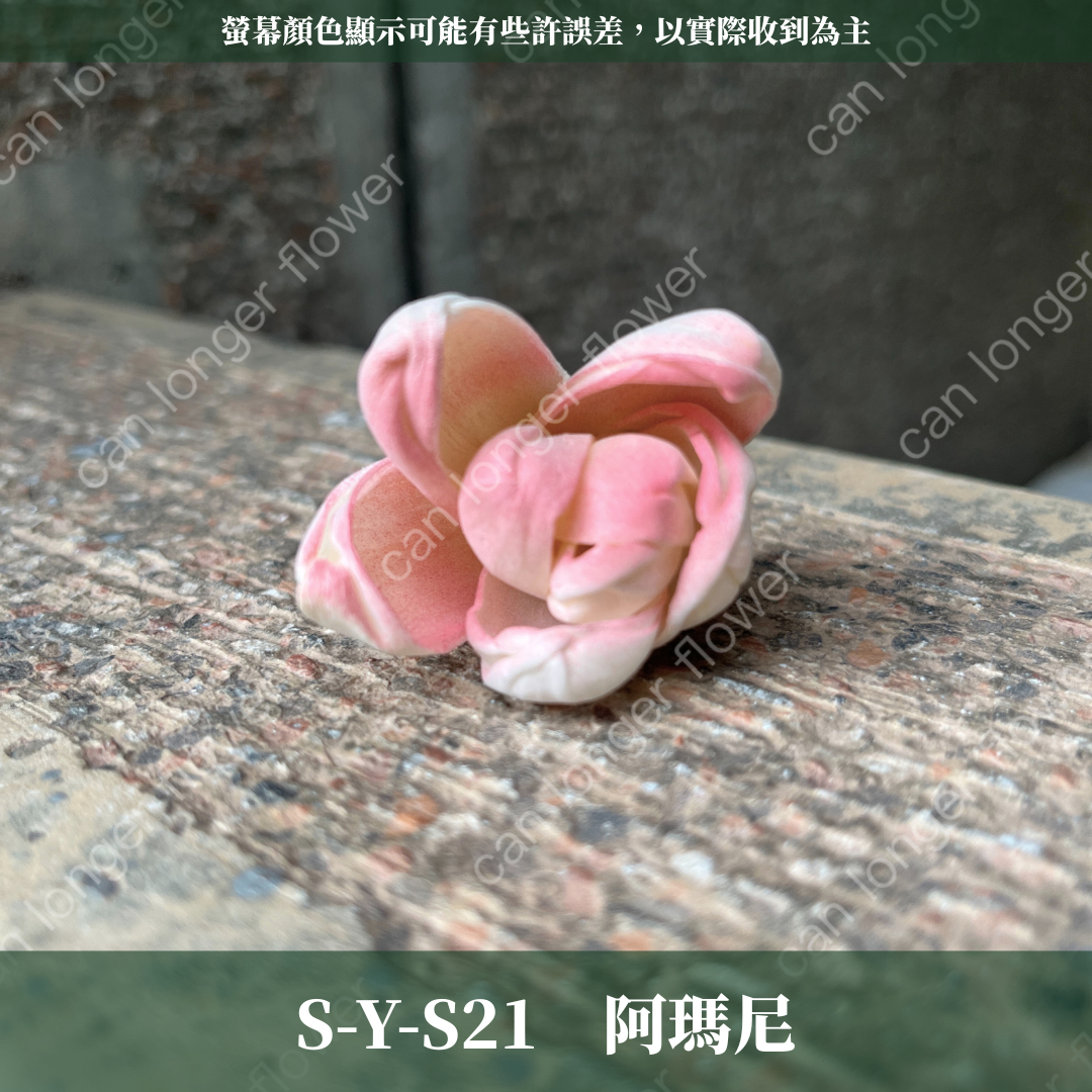 S-Y 索拉花 4CM 通草花 擴香花 台灣現貨