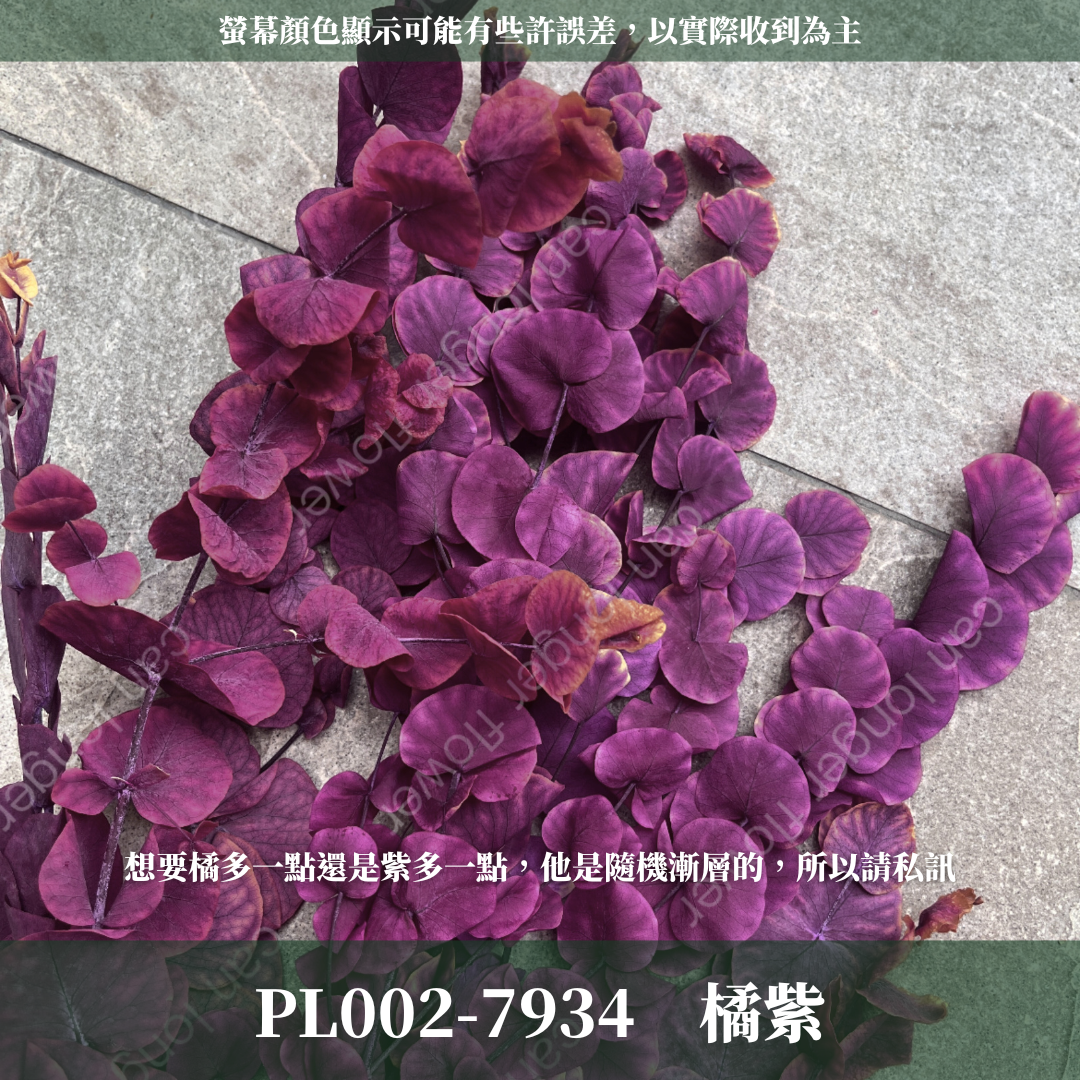 PL002 花藝獨家 大軟葉尤加利 尤加利 特殊尤加利