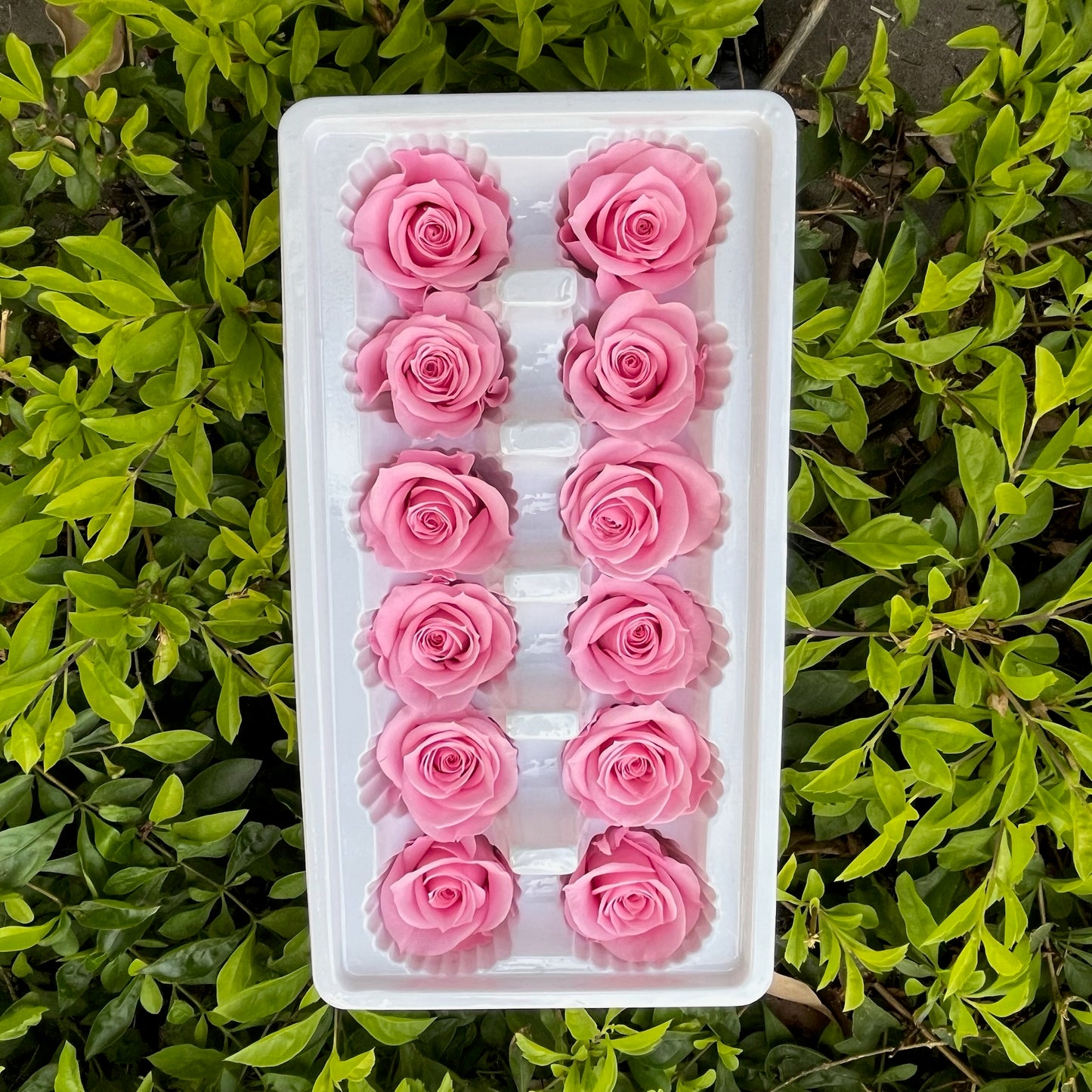 ✿ 台灣現貨 ✿R12 永生玫瑰 3~4cm玫瑰 A級 12朵裝 永生花 不凋花