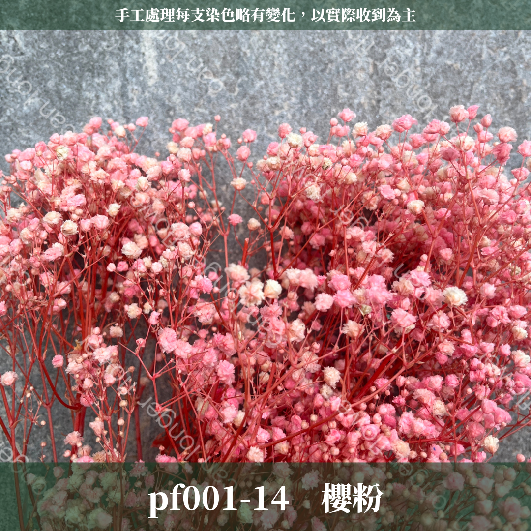 pf001 滿天星 台灣現貨