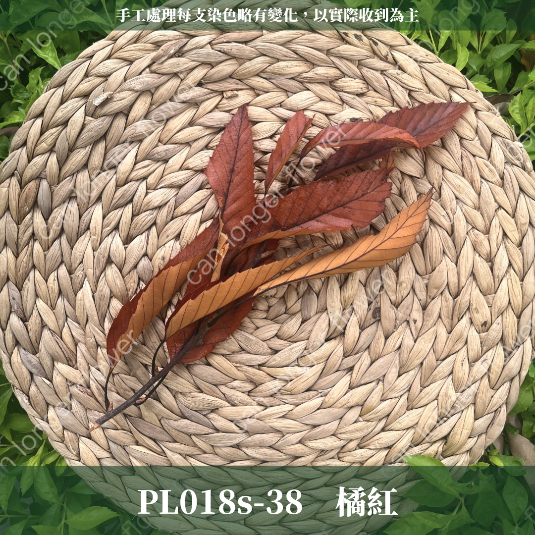 ✿ 台灣現貨 ✿ PL018s 栗樹葉 小份
