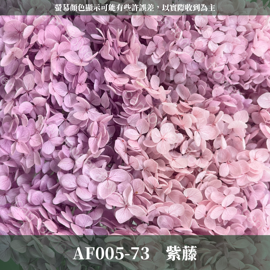PF005 安娜繡球 單支 繡球花 台灣現貨 繡球 紫陽花