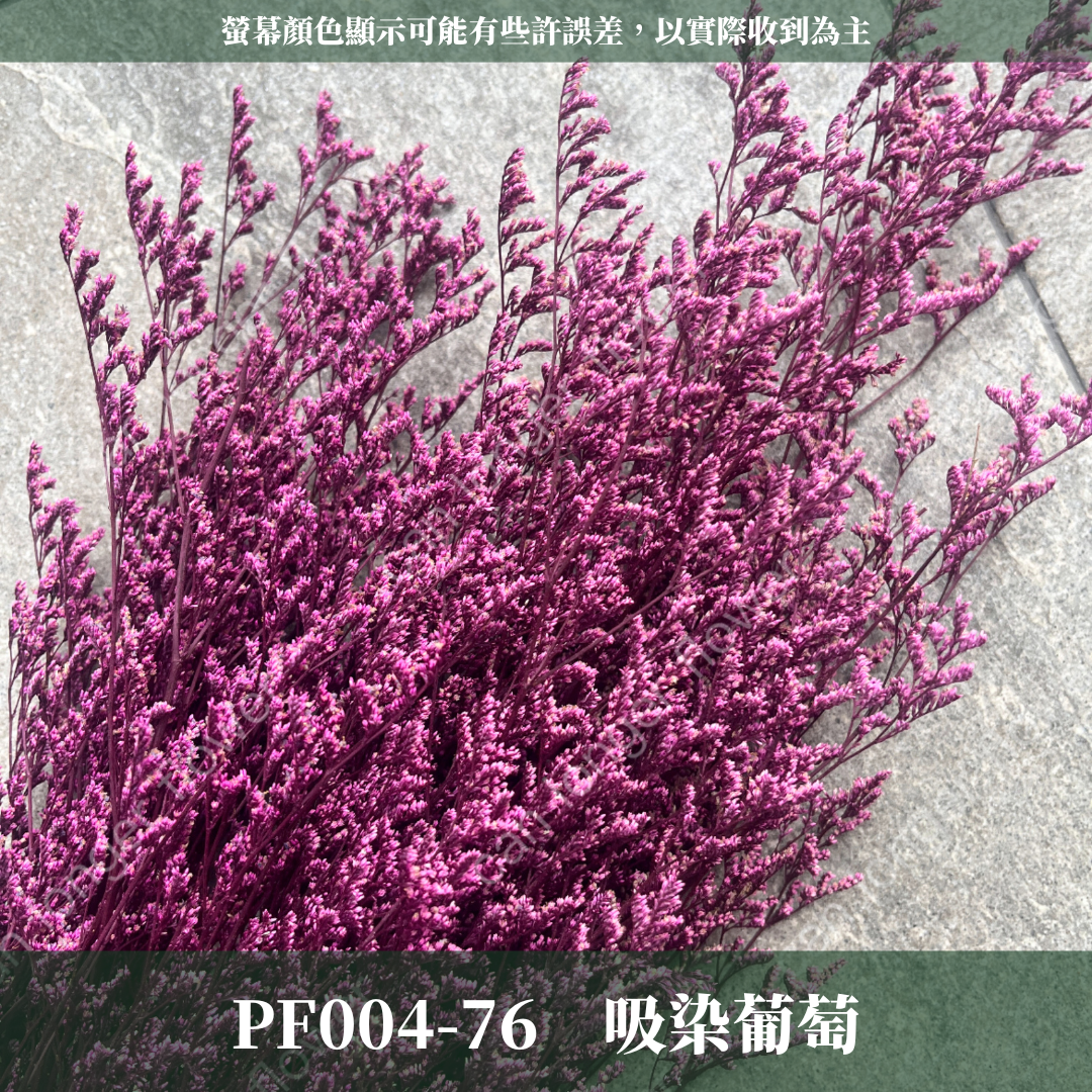 PF004 卡斯比亞/情人草 原裝 台灣現貨