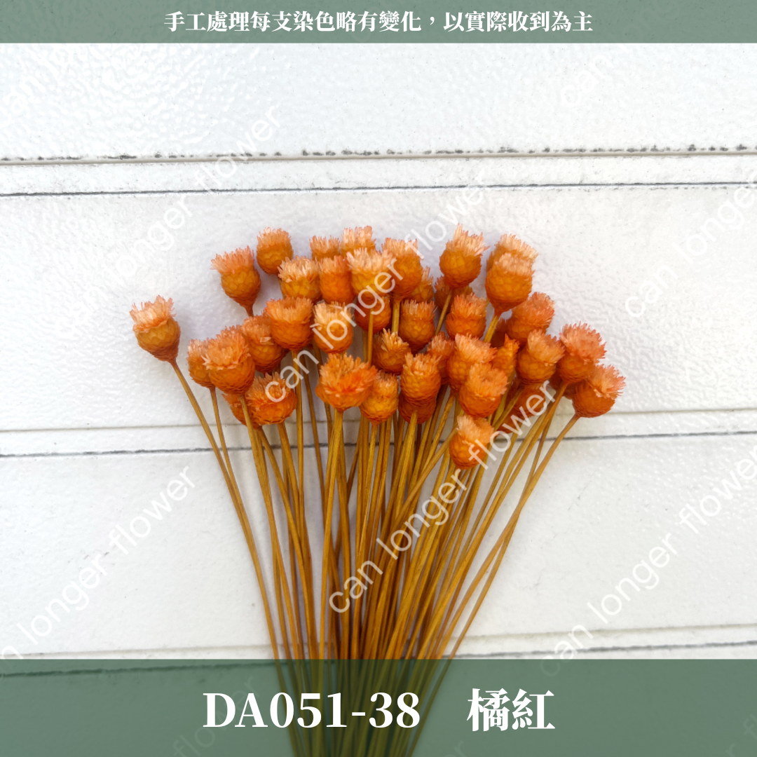 ✿ 台灣現貨 ✿ DA051 巴西快樂花