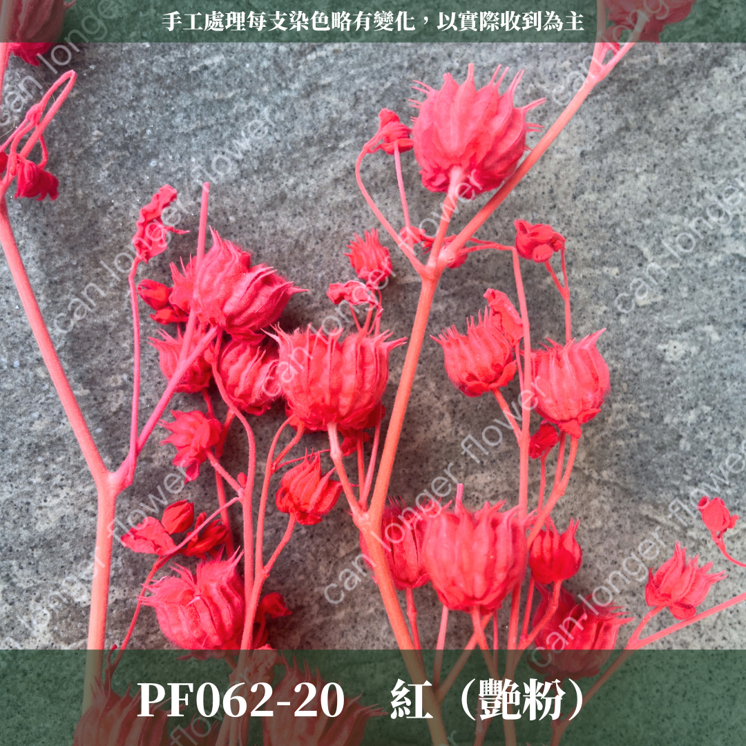 ✿ 台灣現貨 ✿ PA062 年輪果
