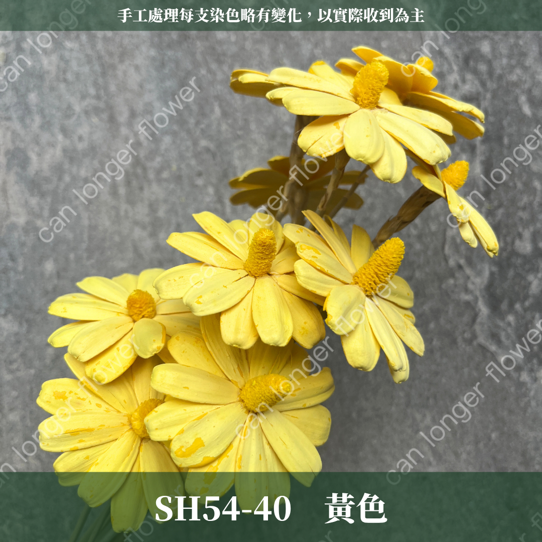 ✿ 台灣現貨 ✿ SH54 小雛菊 原裝 十支裝
