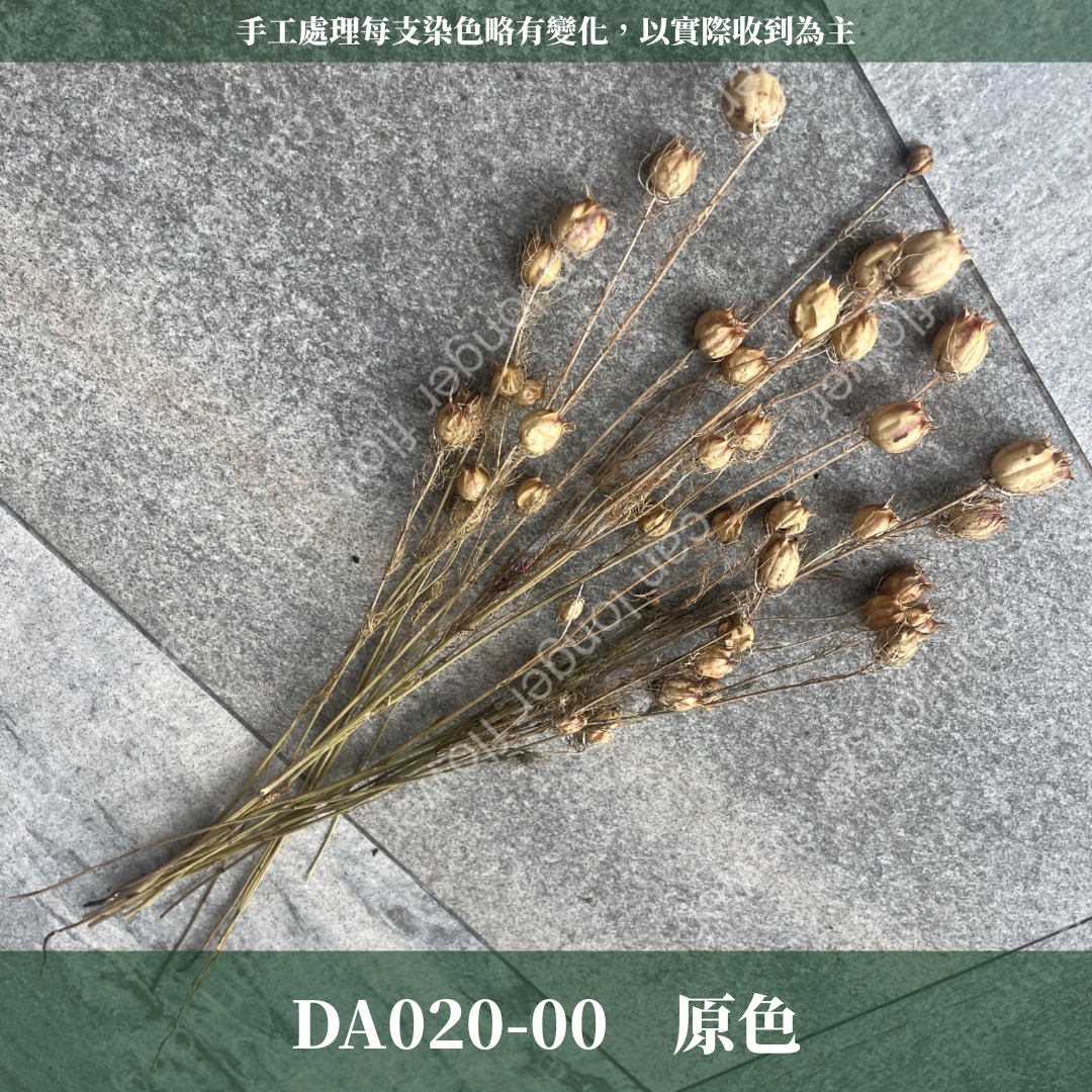 ✿ 台灣現貨 ✿ DA020 黑種草 乾燥 原裝