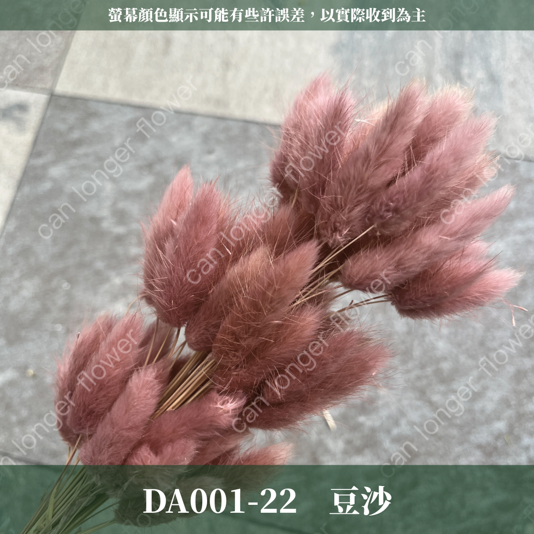 DA001 兔尾草 原裝約50-60支 台灣現貨