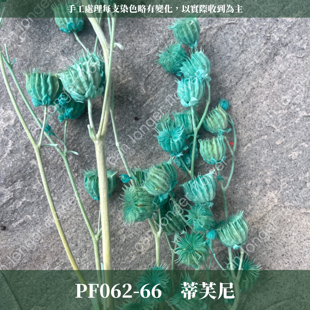 ✿ 台灣現貨 ✿ PA062 年輪果