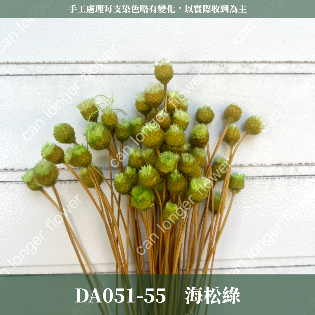 ✿ 台灣現貨 ✿ DA051 巴西快樂花