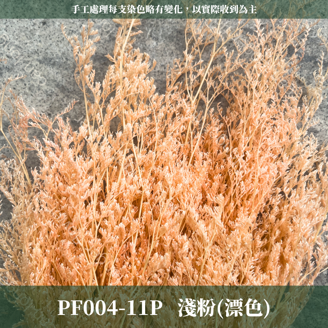 PF004 卡斯比亞/情人草 原裝 台灣現貨