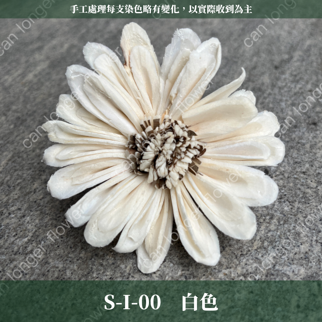 S-I 索拉花 6CM 通草花 擴香花 太陽菊 非洲太陽 台灣現貨