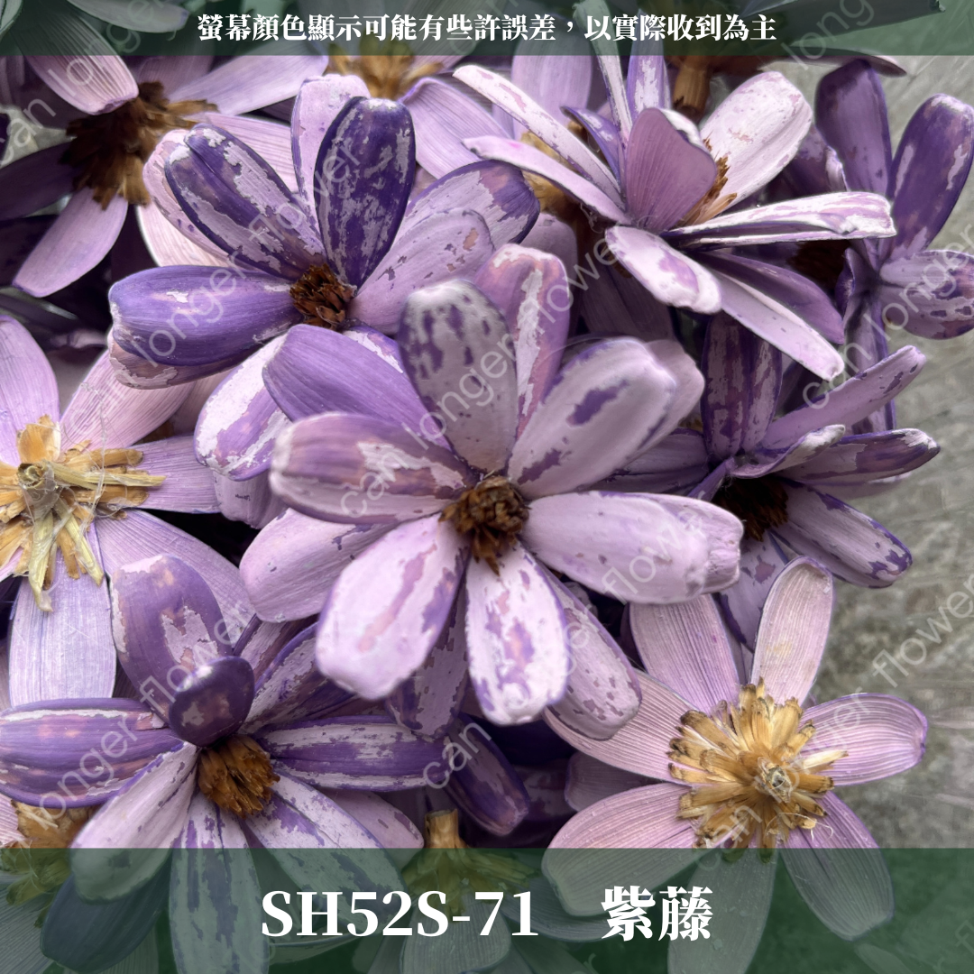 SH52S 瓜子花花頭 單朵 台灣現貨