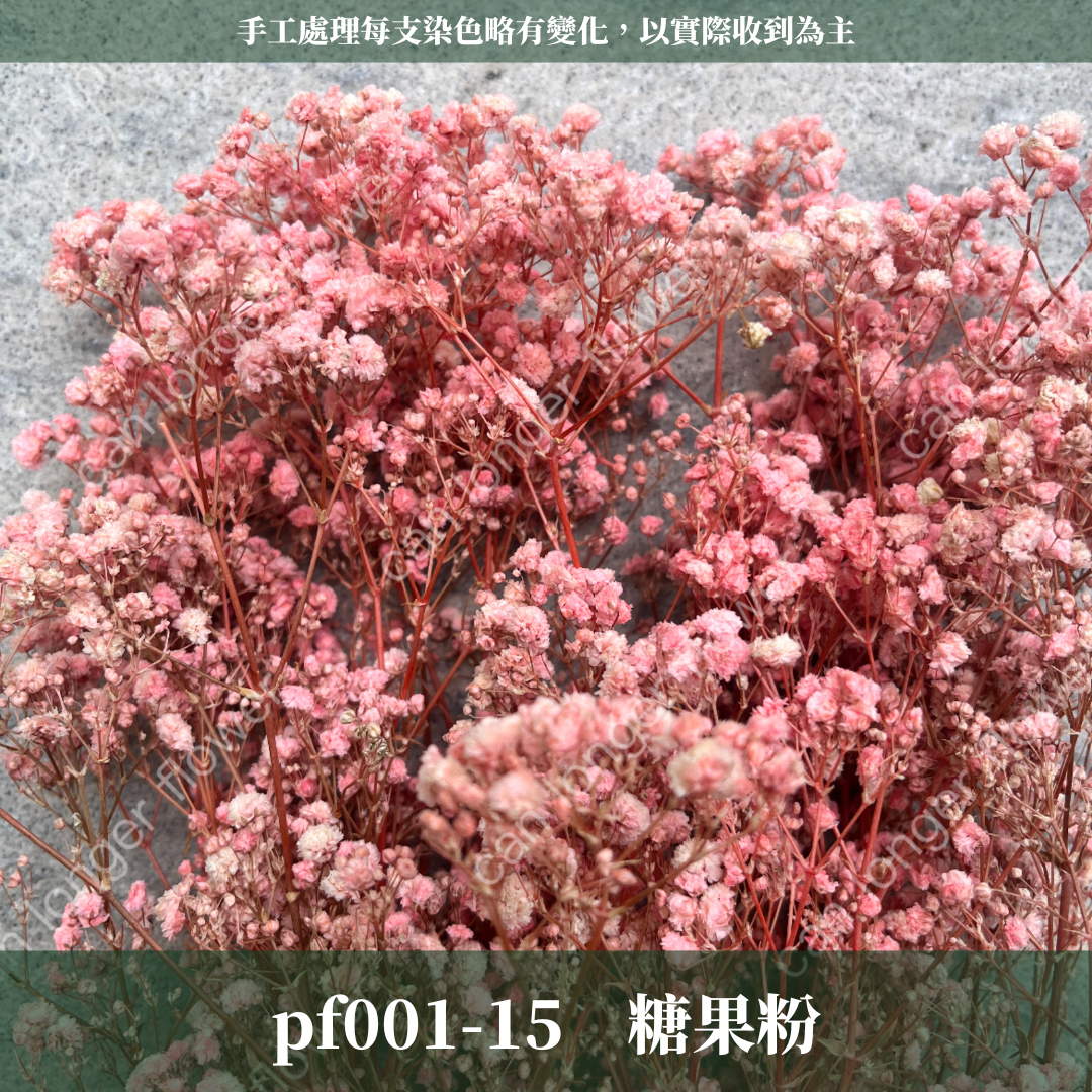 pf001 滿天星 台灣現貨