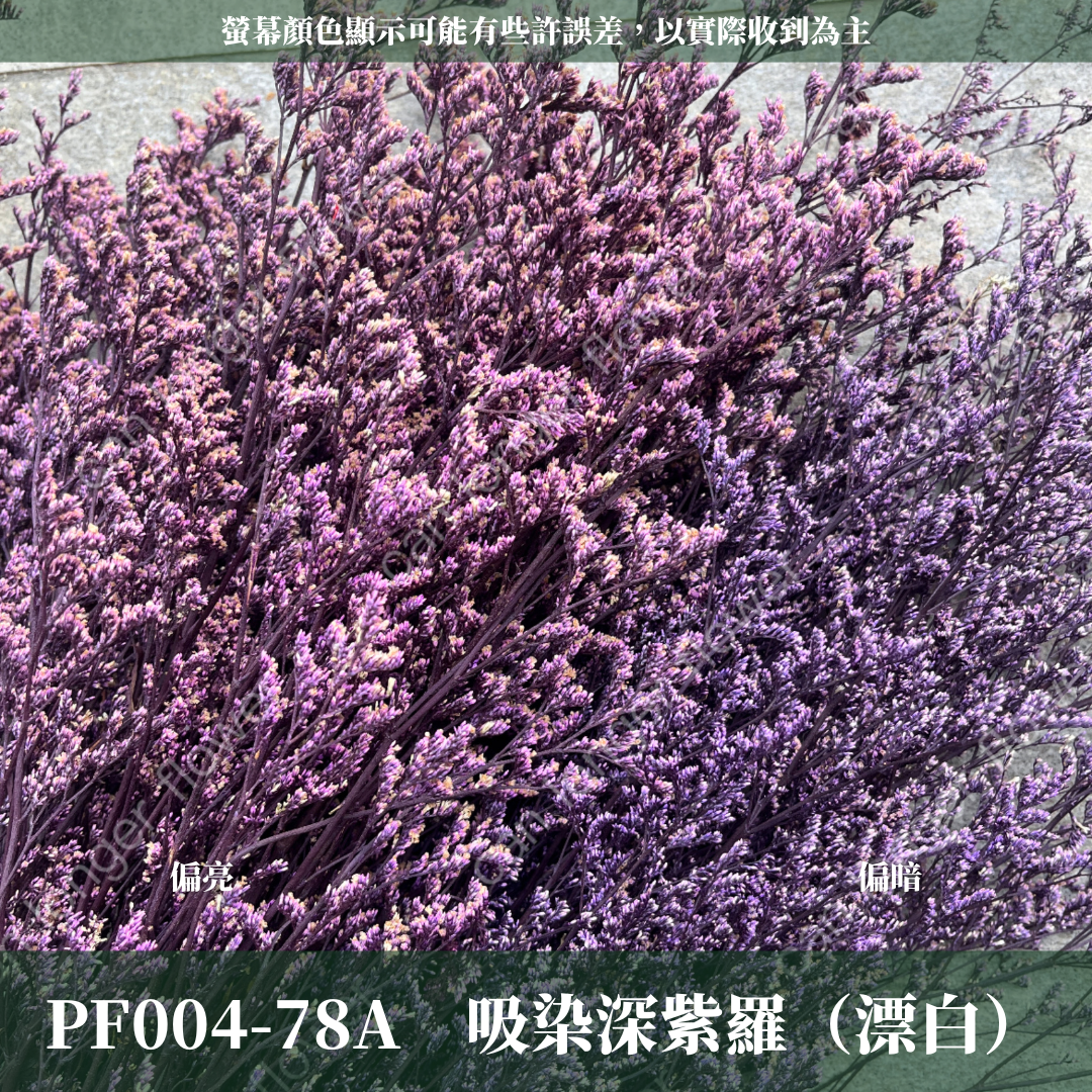 PF004 卡斯比亞/情人草 原裝 台灣現貨