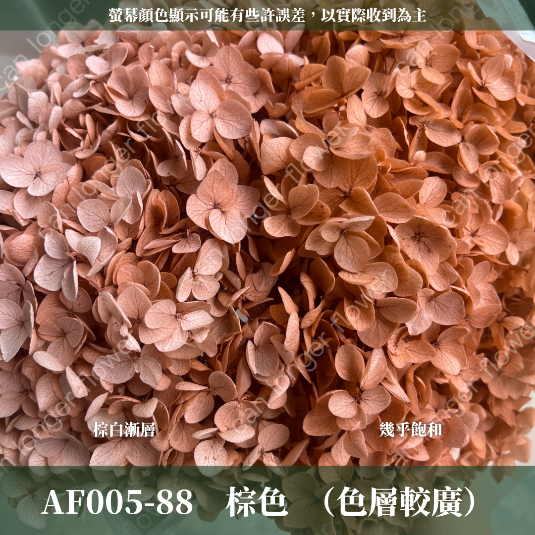PF005 安娜繡球 單支 繡球花 台灣現貨 繡球 紫陽花