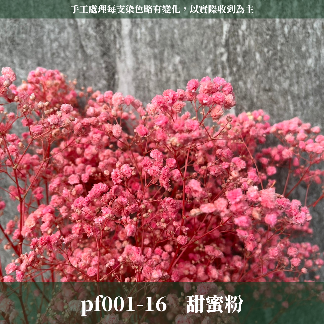 pf001 滿天星 台灣現貨