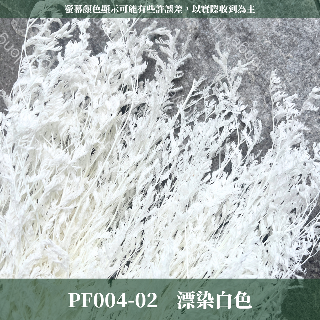 PF004 卡斯比亞/情人草 原裝 台灣現貨