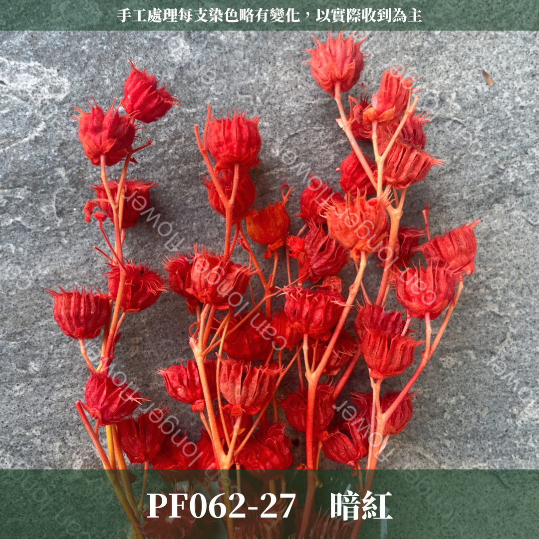 ✿ 台灣現貨 ✿ PA062 年輪果
