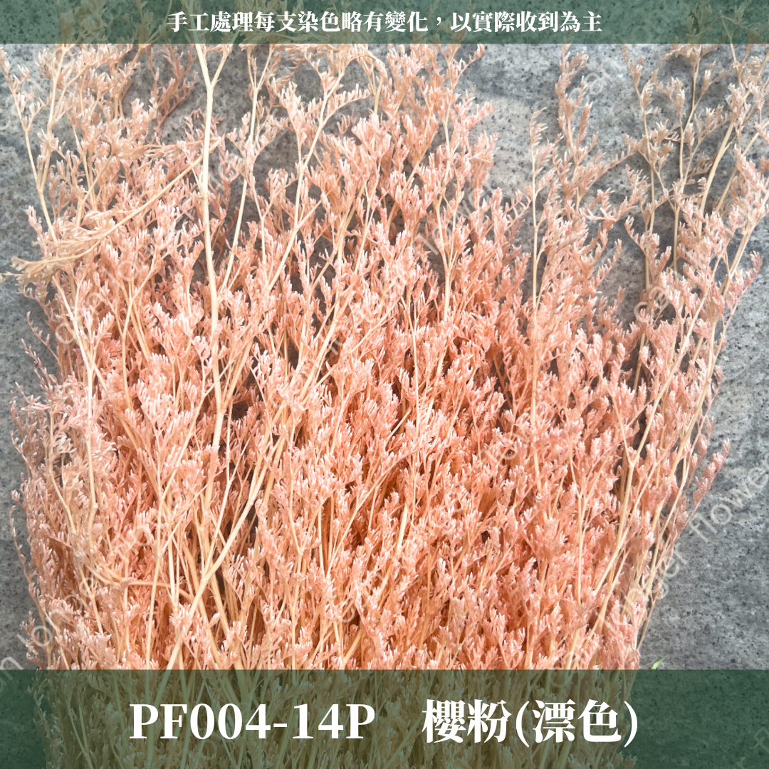 PF004 卡斯比亞/情人草 原裝 台灣現貨