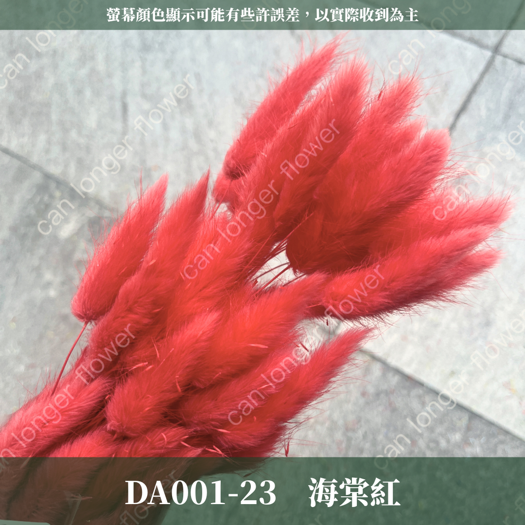 DA001 兔尾草 原裝約50-60支 台灣現貨