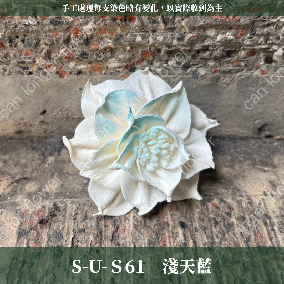 ✿ 台灣現貨 ✿ S-U 索拉花 6CM 通草花 擴香花